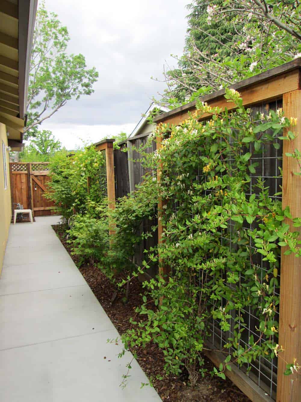 Wooden trellis panels along a backyard fence covered in climbing honeysuckle vines