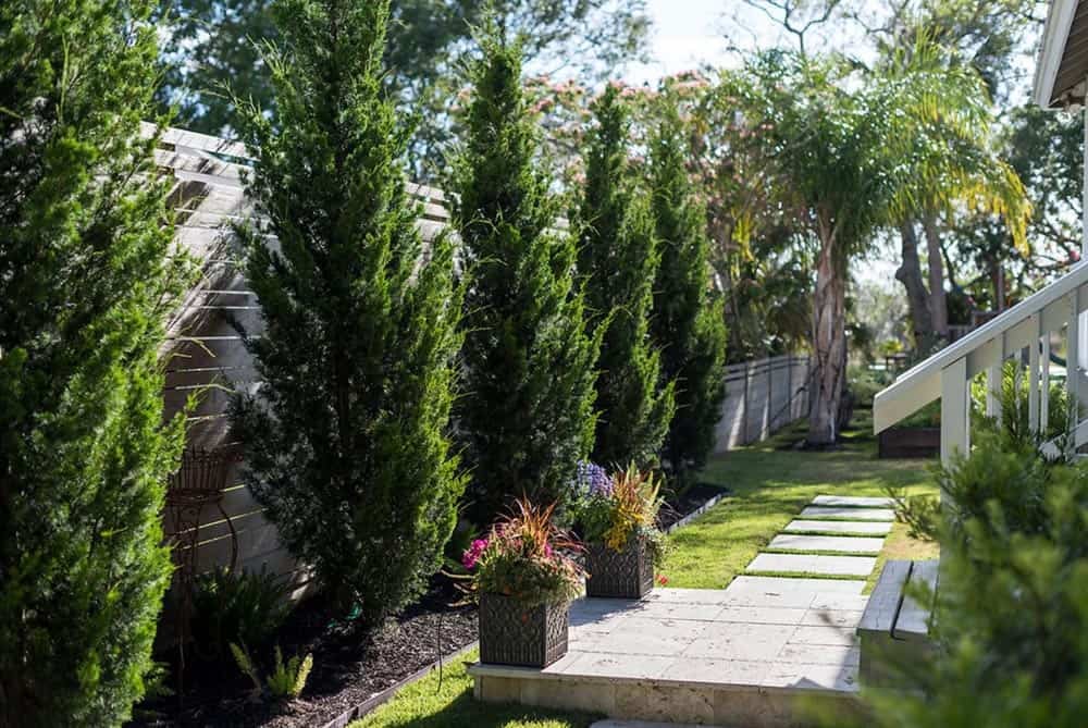 Row of tall Italian cypress trees planted along a fence beside a stone garden path