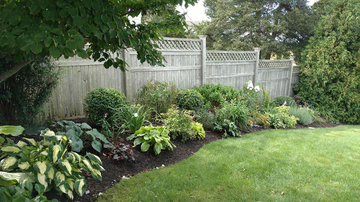 Lattice-topped wood fence bordered by a lush bed of hostas and flowering shrubs