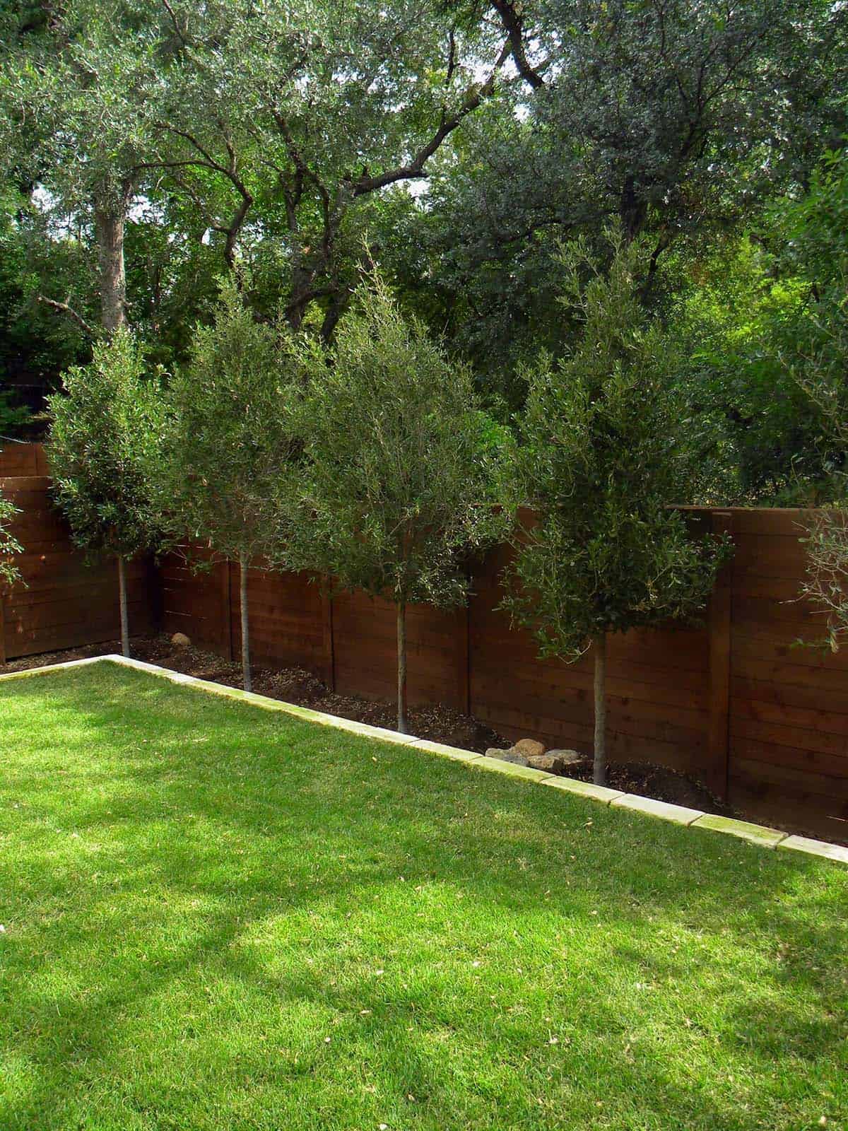 Row of live oak trees planted along a stained wood fence bordering a manicured lawn