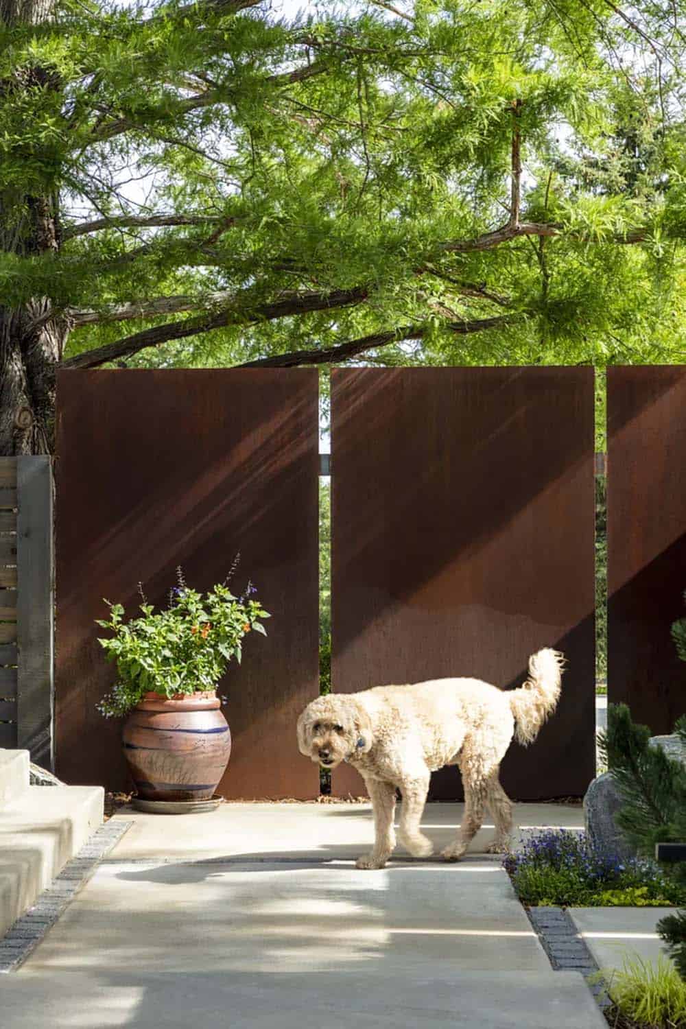 Fluffy cream-colored dog walking past a rusted corten steel wall and potted plant in a courtyard