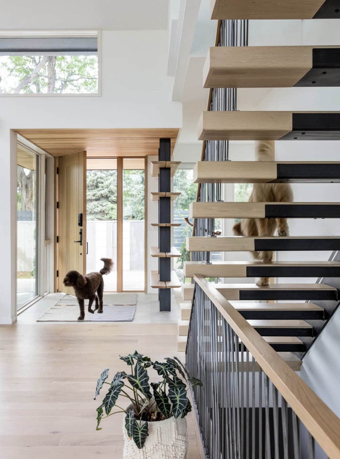 Open floating staircase and entryway with two dogs, wood front door, and potted plant