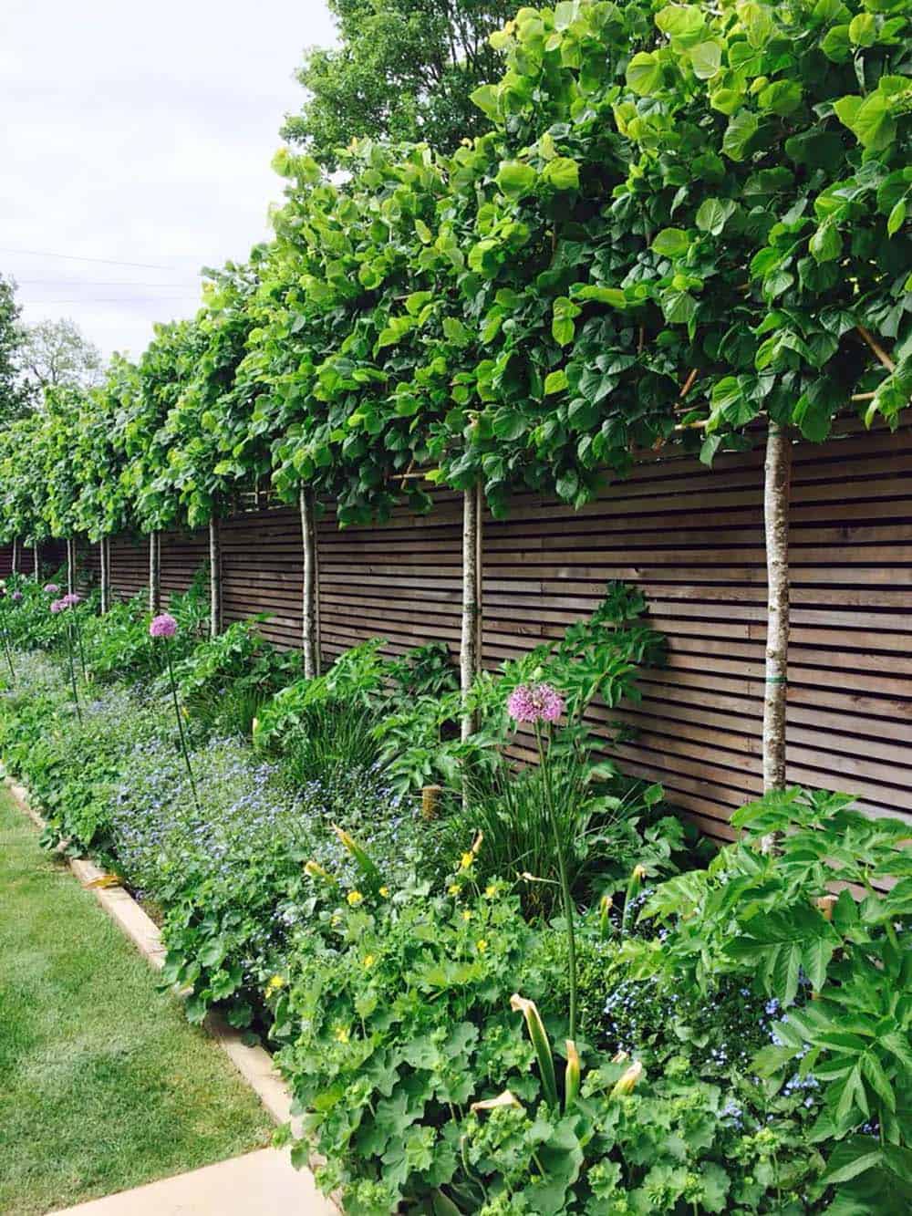 Pleached trees form a leafy canopy above a slatted wood fence with a lush flower border