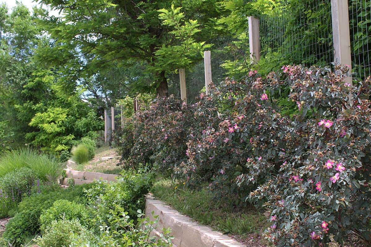 Rosa glauca shrubs with edible rose hips lining a wire fence in a Santa Fe edible landscape