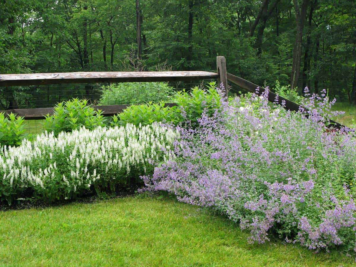 Split-rail fence bordered by billowy purple catmint and white astilbe flowers