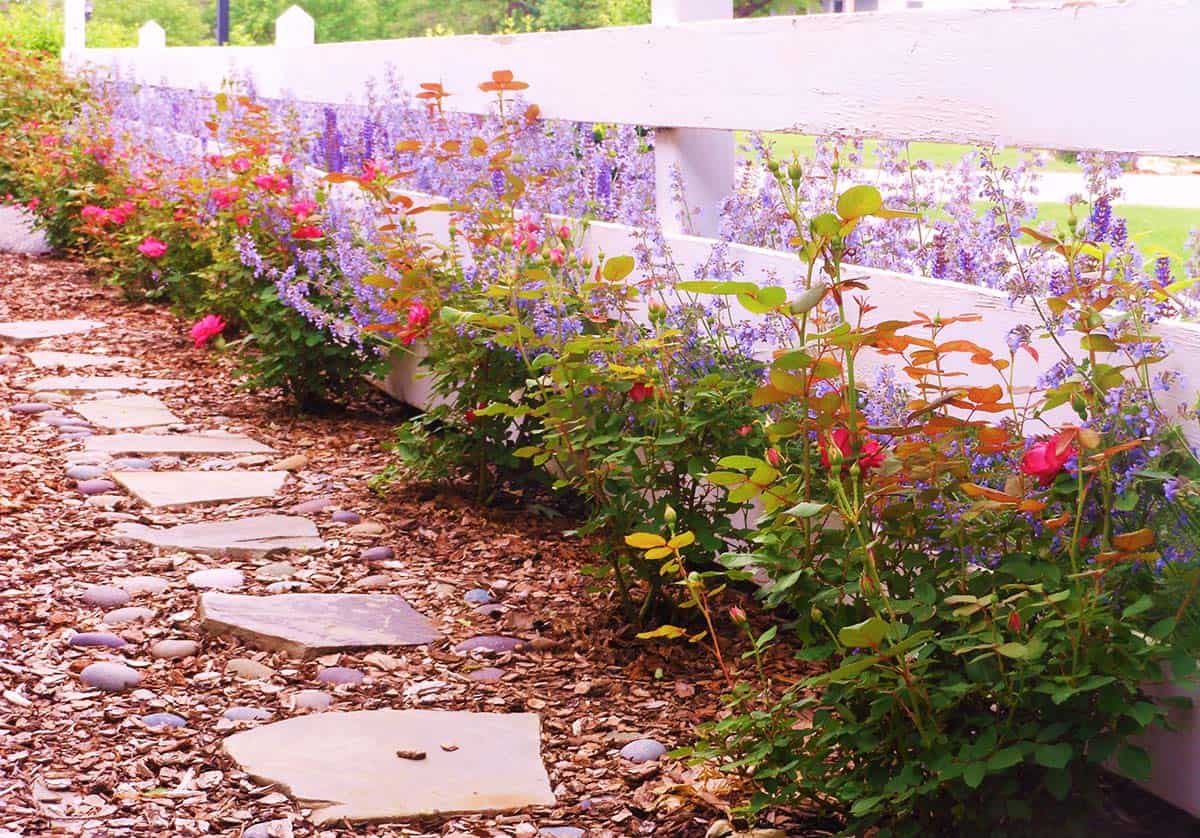 White fence bordered by pink roses and purple flowers along a stone garden path