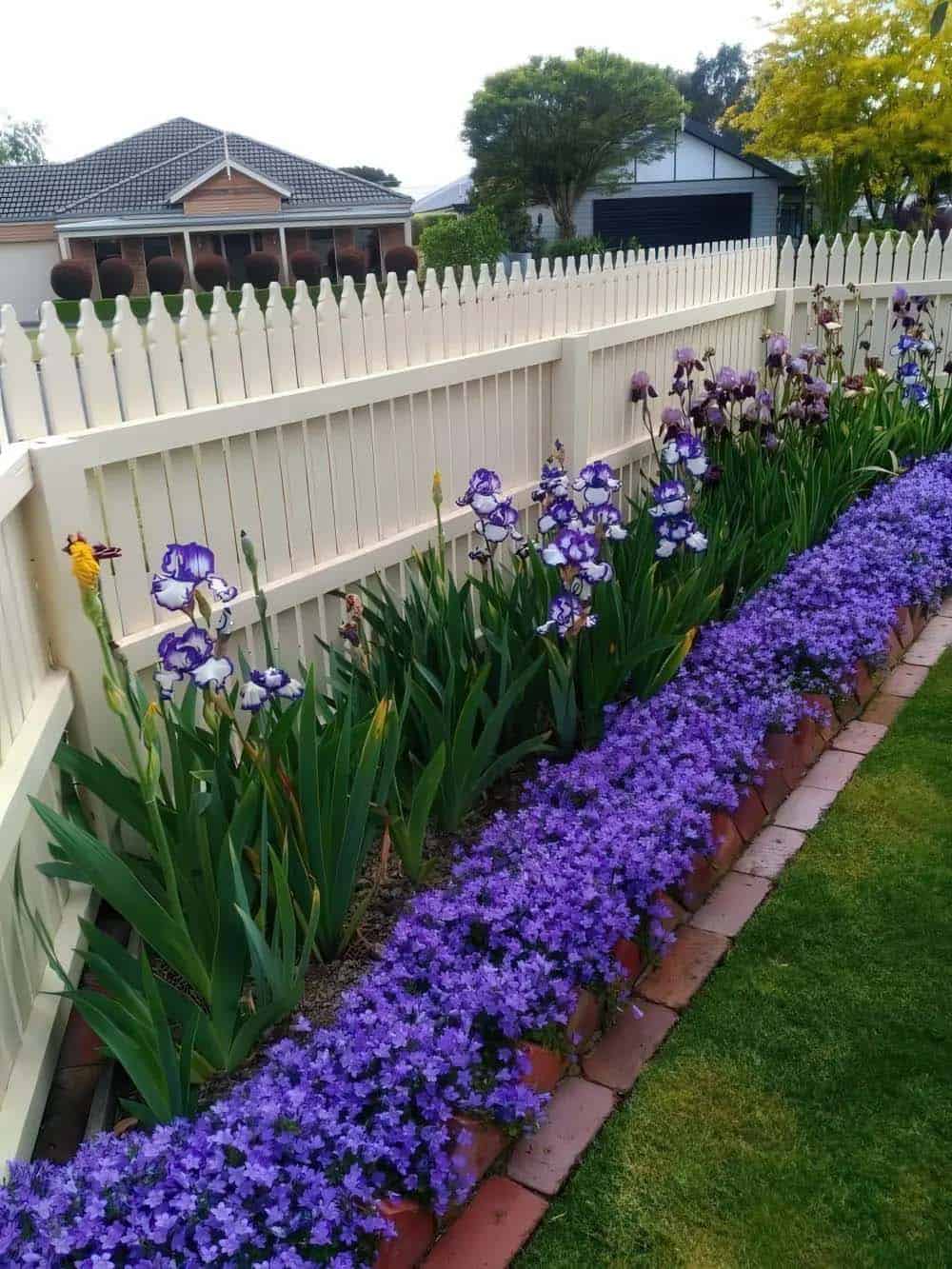 White picket fence bordered by purple bearded iris and blue star creeper groundcover
