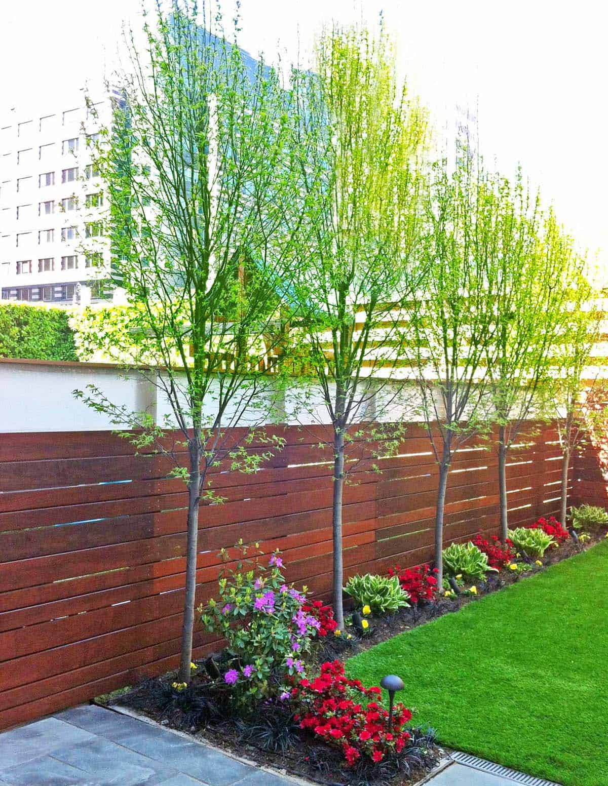 Slatted wood fence lined with slender ornamental trees and a colorful flower bed