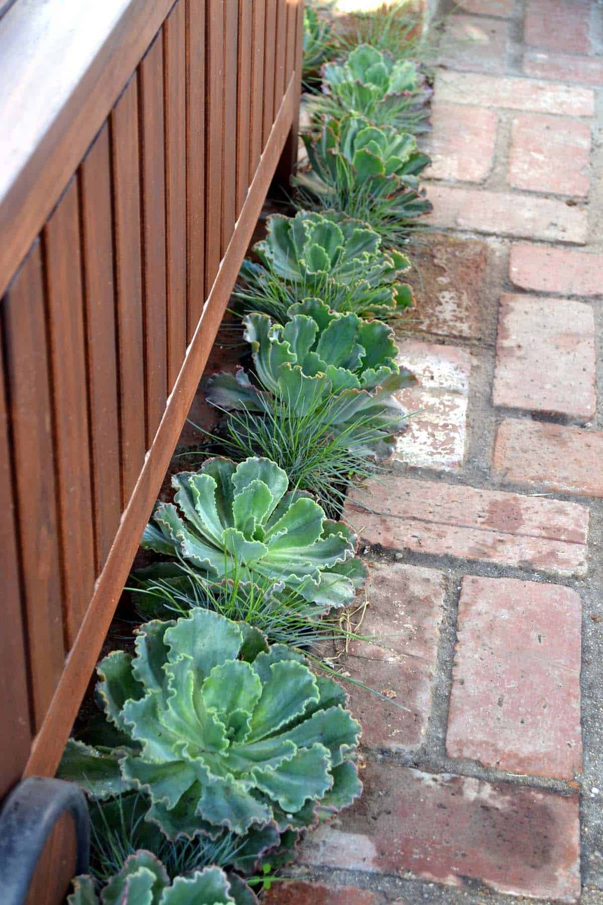 Reclaimed brick patio bordered by a narrow planting strip of Echeveria 'Blue Curls' and blue fescue grass along a wooden fence