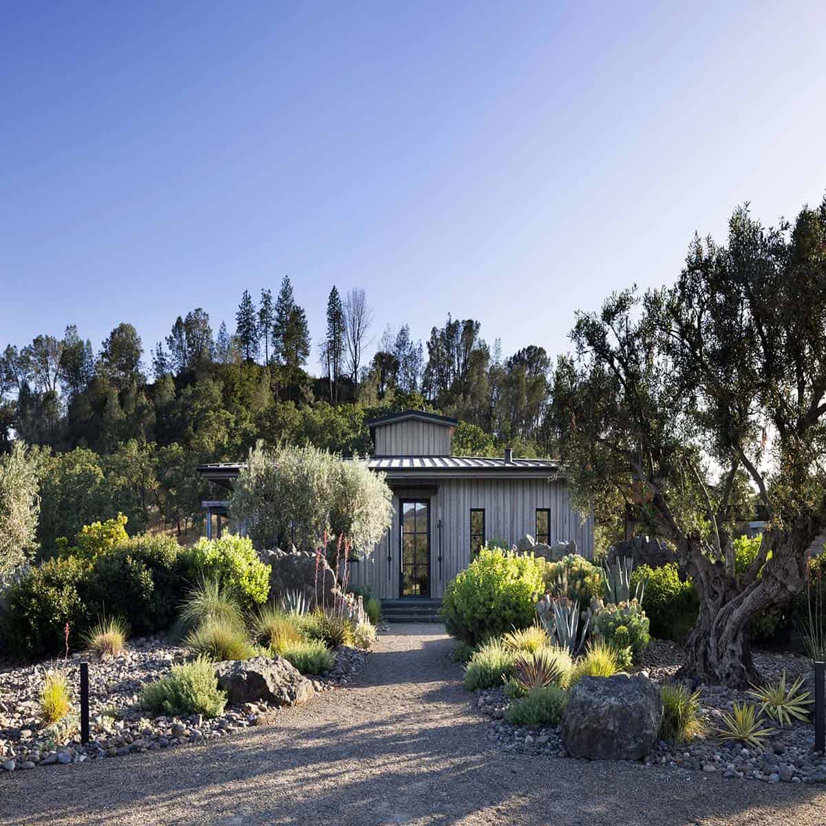Board-and-batten guest house entrance framed by drought-tolerant landscaping and an old olive tree