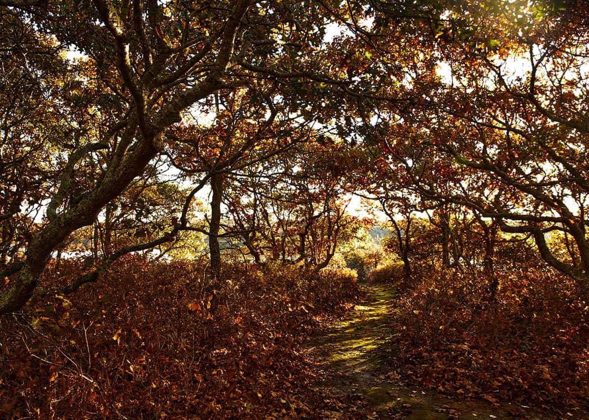 Sunlit woodland path through autumn foliage on the property
