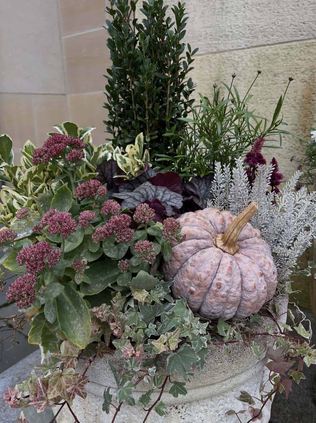 Close-up of a stone planter with sedum and a dusty pink pumpkin