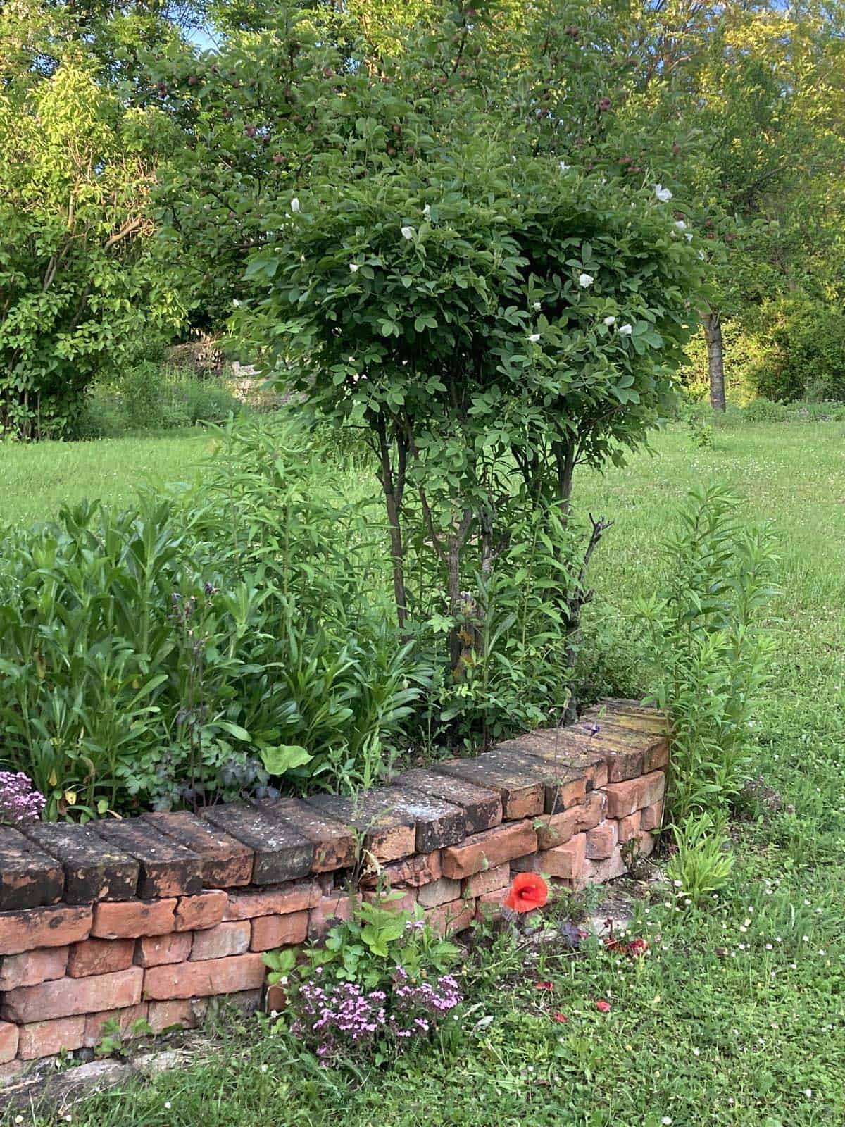 Low, weathered brick retaining wall curving around a raised garden bed filled with perennials, set against an open lawn