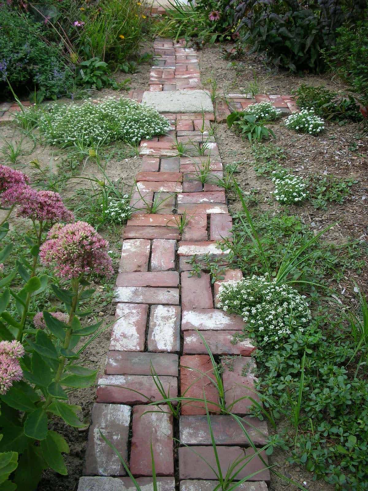 Old weathered brick path with grass and flowers growing between the joints, bordered by sedum and alyssum