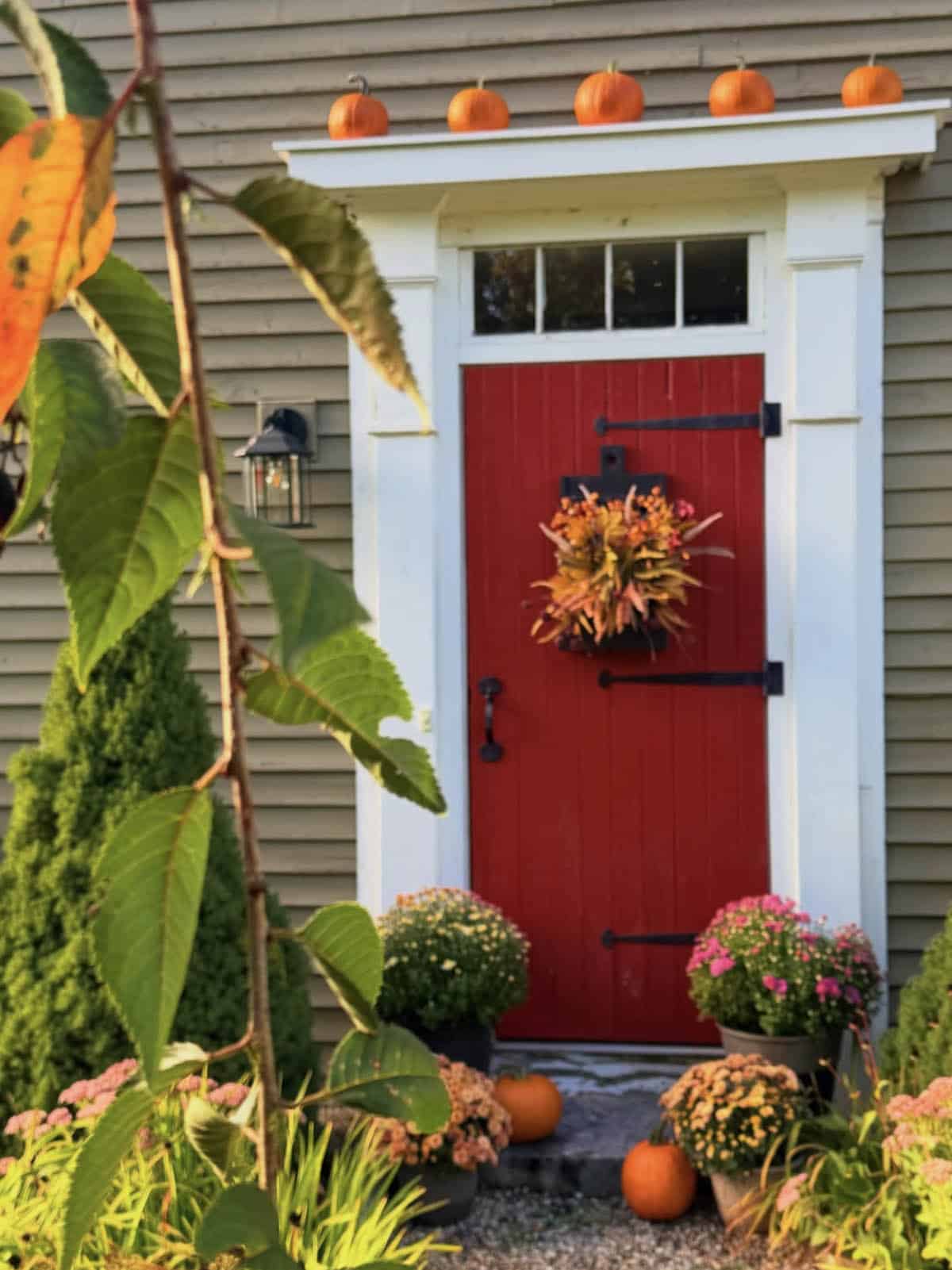Red front door with pumpkins on ledge and potted mums on steps