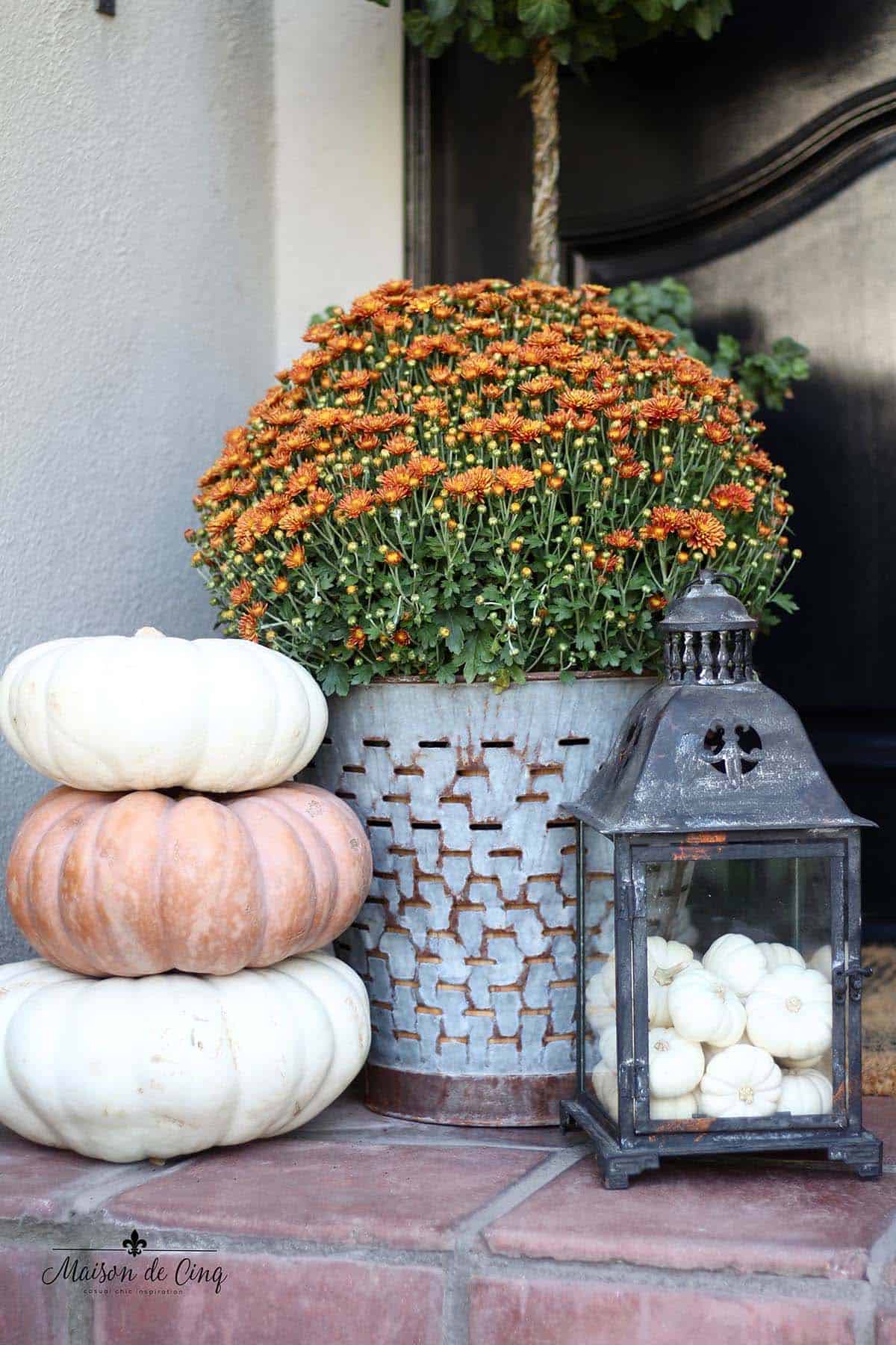 Black lantern with mini white pumpkins beside orange mums and stacked pumpkins