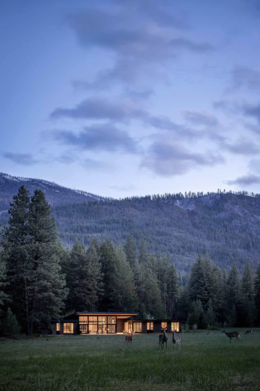 Deer grazing in meadow at dusk near glowing home windows