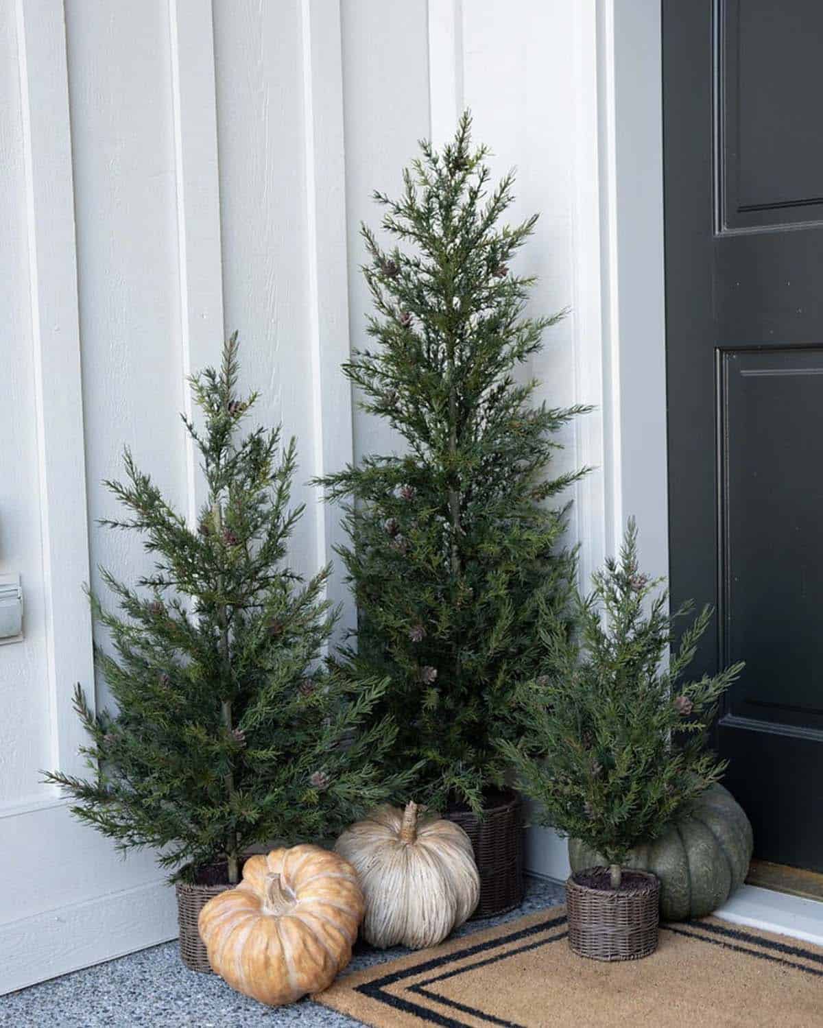 Three potted pine trees and pumpkins beside a black front door