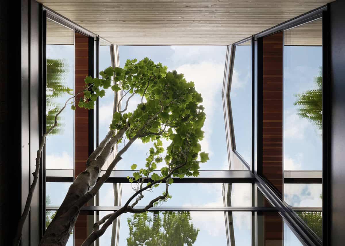 Tulip tree growing through an open-air atrium beneath a glass roof