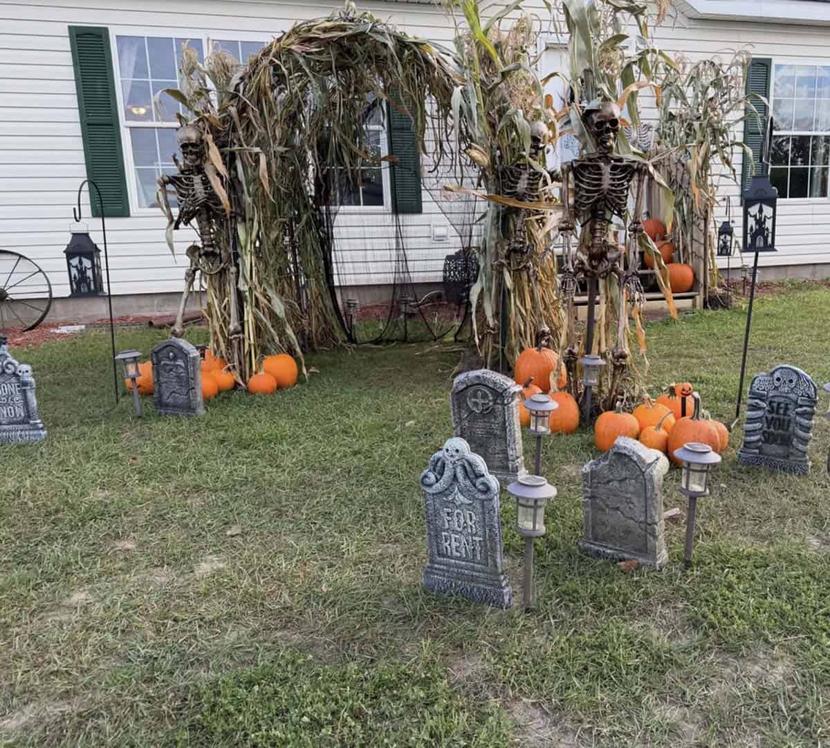 Cornstalk archway made from a cattle panel with skeletons, homegrown pumpkins, solar lanterns, and tombstones