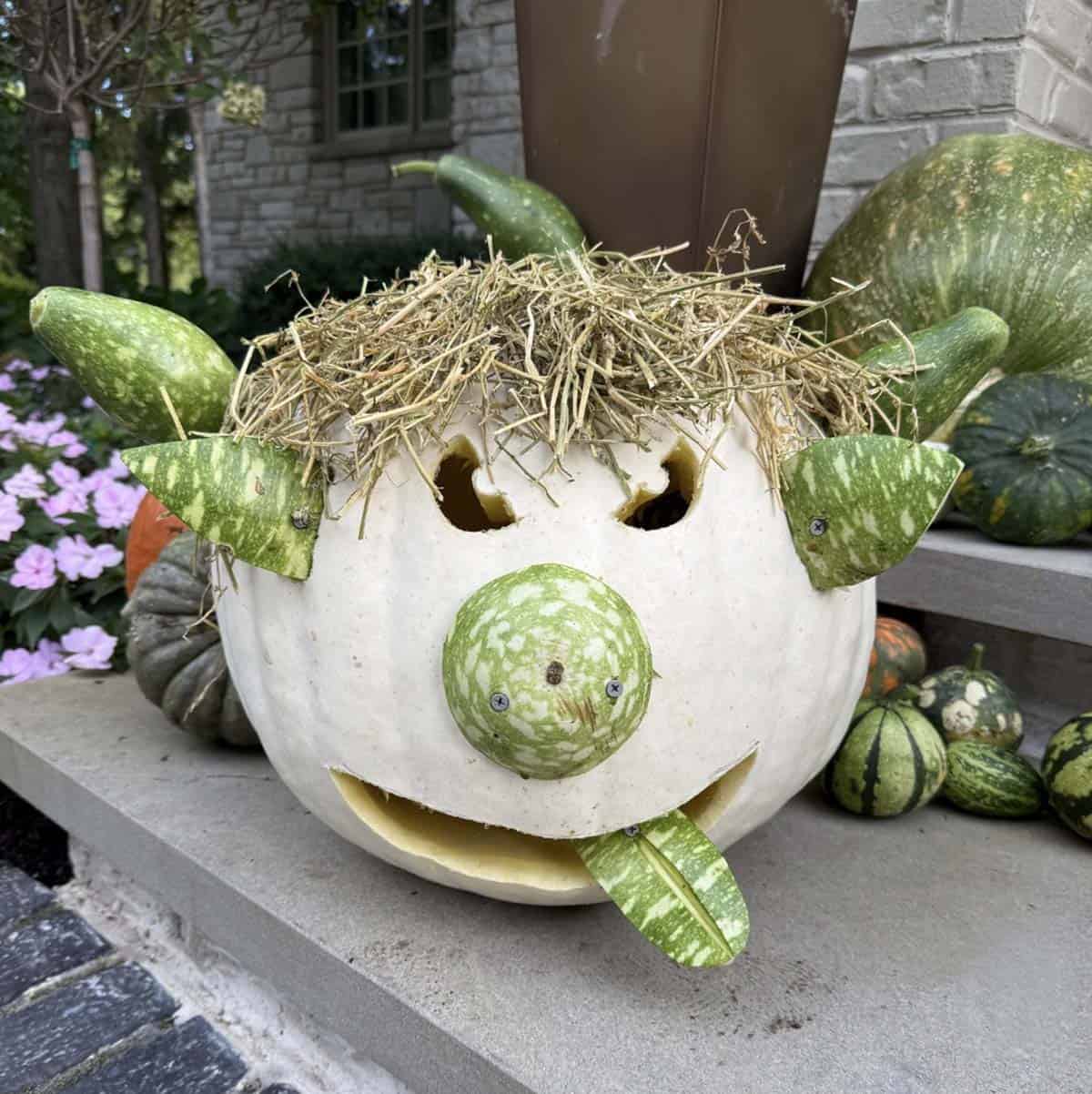 white pumpkin made into a silly cow with gourd horns, ears, snout and a tongue sticking out, topped with straw hair