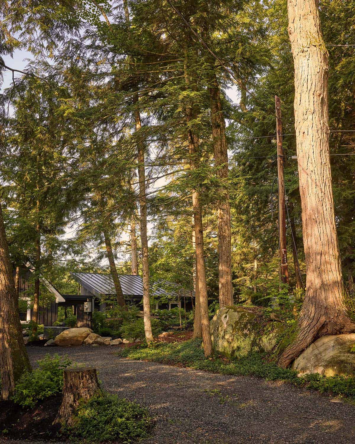 Gravel driveway winding through tall trees to the cottage