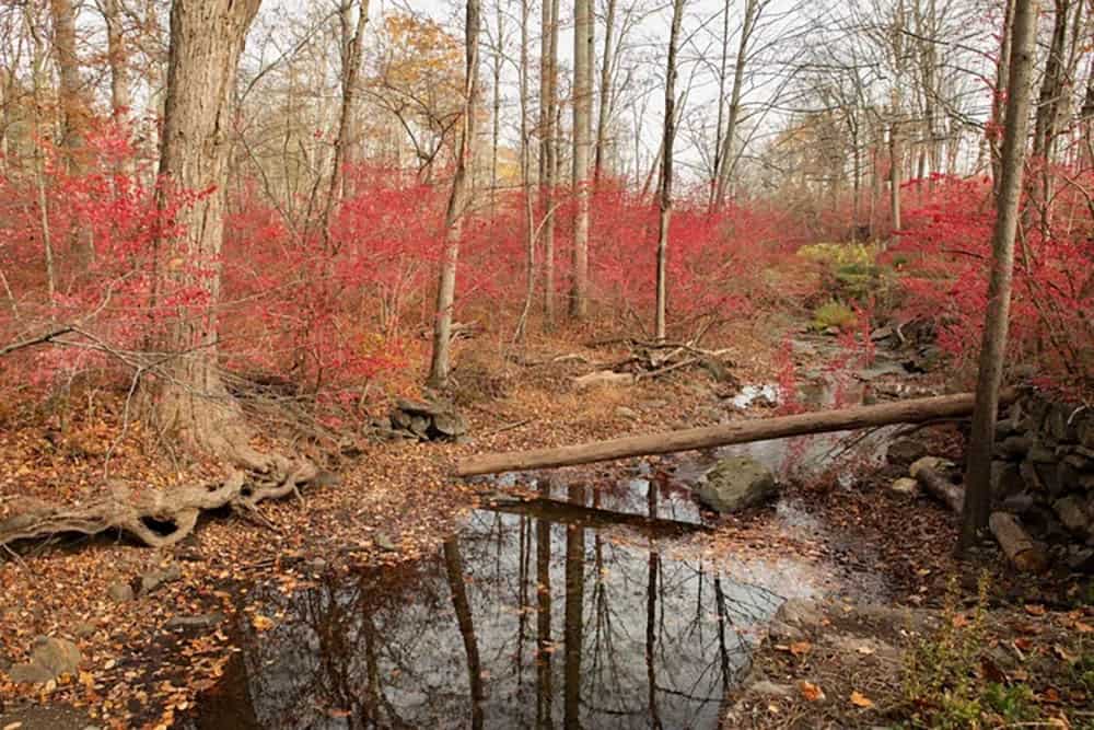 Creek with a fallen log, still pool, and bright red shrubs in the autumn woods