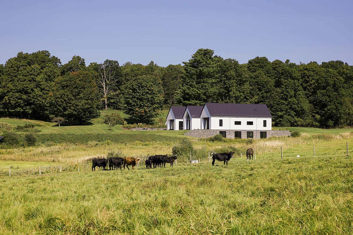Modern farmhouse with white gables and dark metal roof in a Vermont pasture with grazing cattle