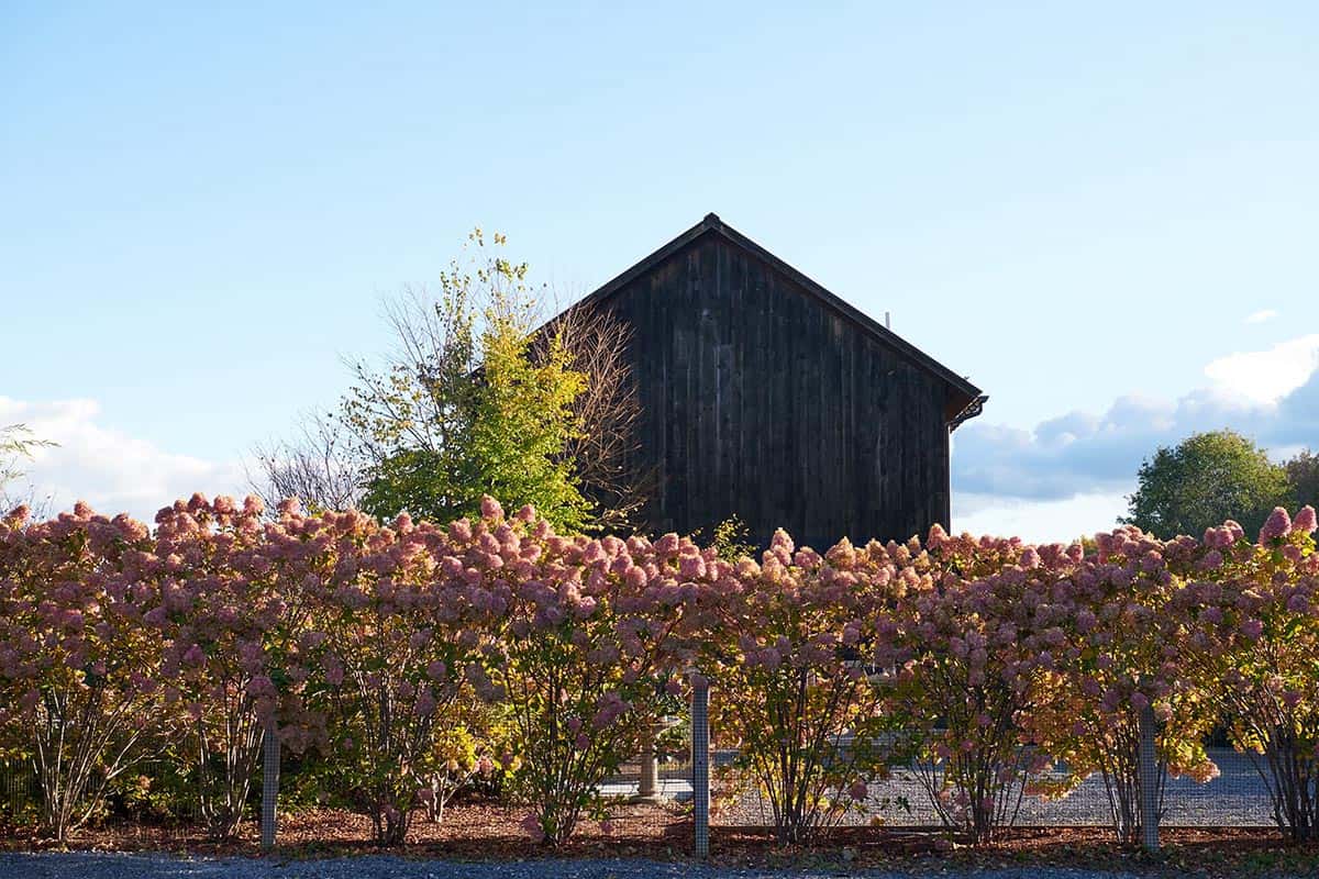 Guest house with dark weathered wood siding and a gabled roof behind a hedge of pink-blushed hydrangeas